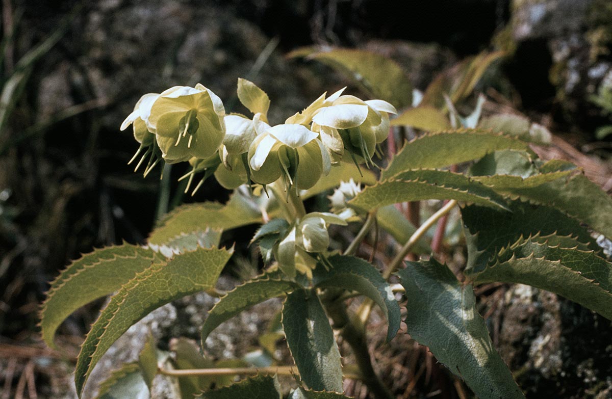 Helleborus argutifolius
